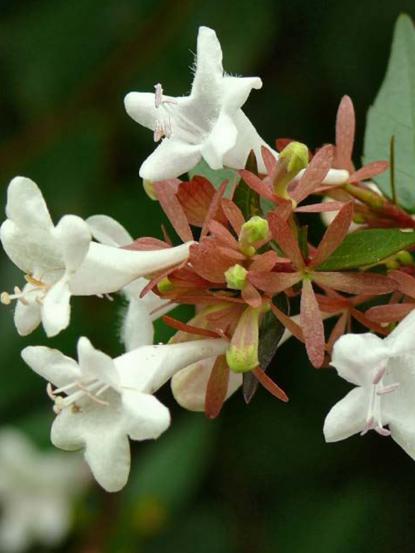 Abelia grandiflora compacta nana