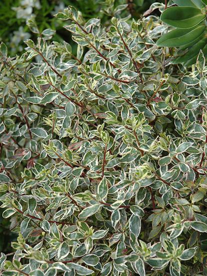 Abelia grandiflora silver anniversary