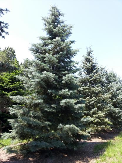 Abies concolor