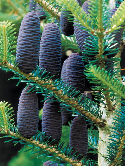 Abies koreana 'Blue Emperor'