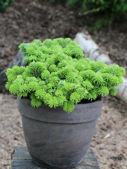 Abies koreana 'Brilliant'