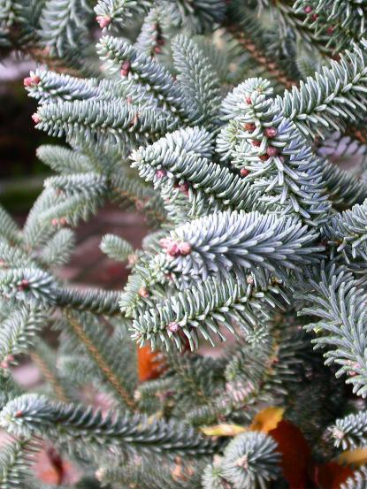 Abies pinsapo glauca