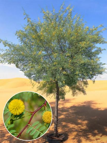 Acacia arabica