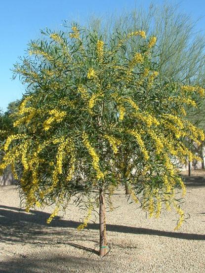 Acacia cyanophylla