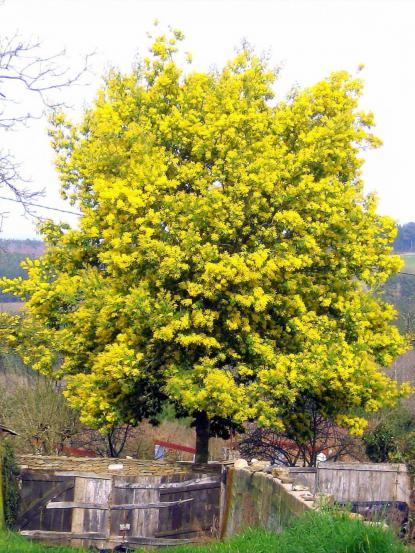 Acacia dealbata