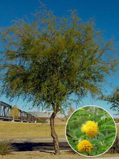 Acacia farnesiana