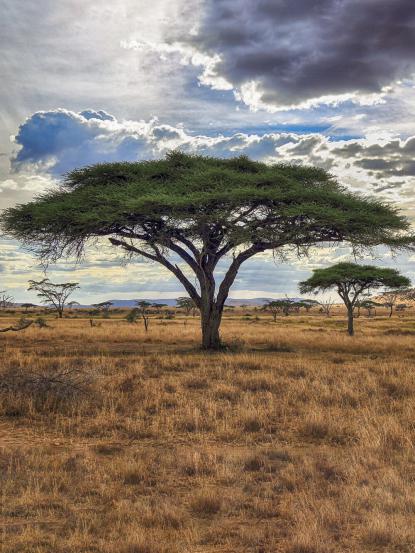 Acacia tortilis