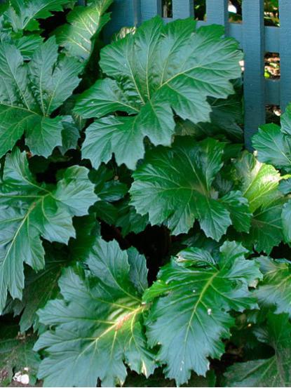 Acanthus mollis