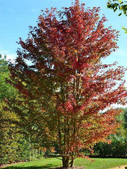 Acer cappadocicum 'Rubrum'