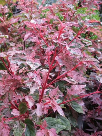 Acer conspicuum 'Red Flamingo'