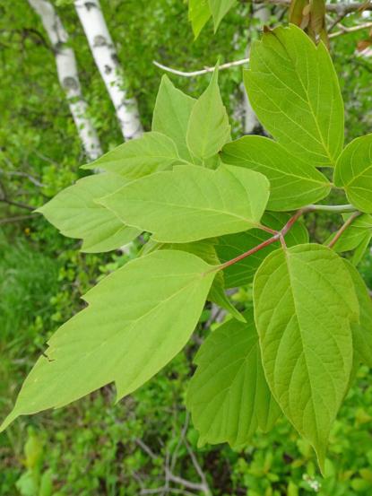 Acer negundo