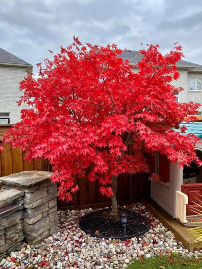 Acer palmatum 'Bloodgood'