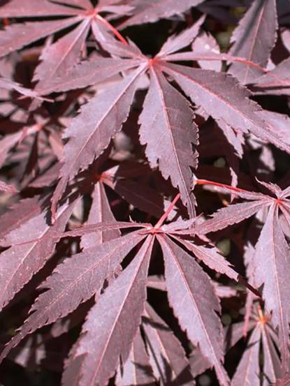 Acer palmatum 'Burgundy Lace'