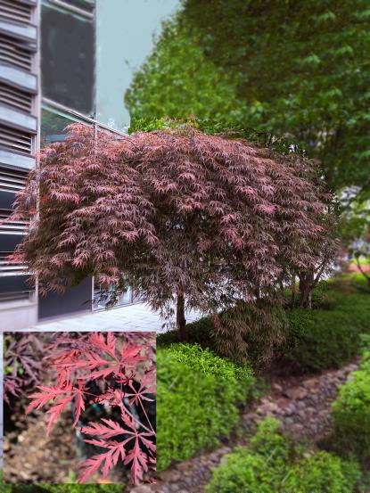 Acer palmatum 'Dissectum Atropurpureum' 