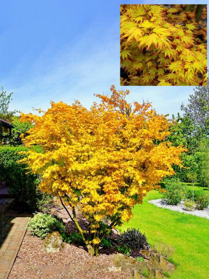 Acer palmatum 'Orange Dream'