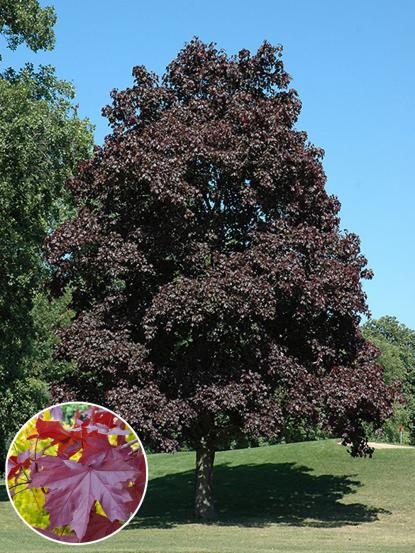 Acer platanoides 'Crimson King'