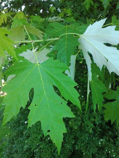 Acer saccharinum