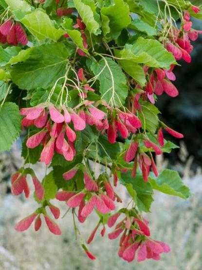 Acer tataricum