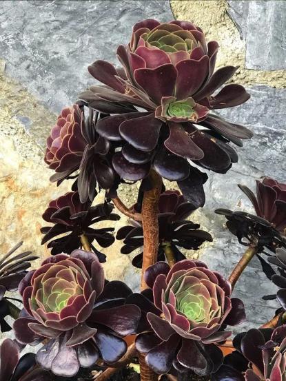 Aeonium arboreum