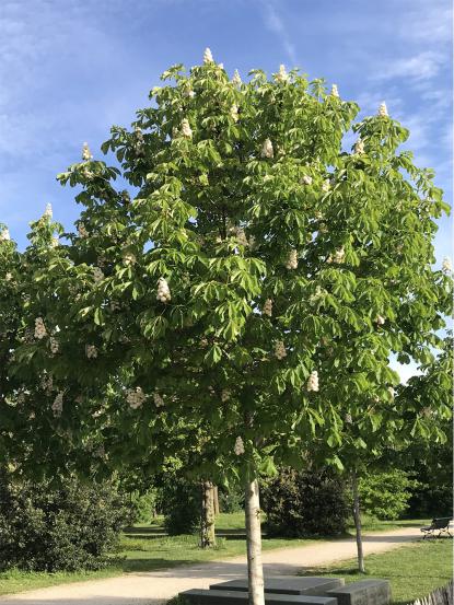 Aesculus hippocastanum