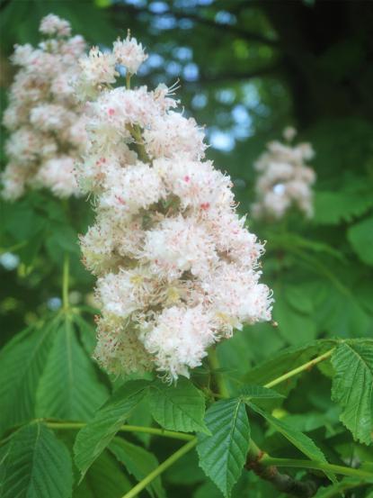 Aesculus hippocastanum 'Baumannii'