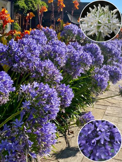 Agapanthus africanus