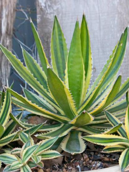 Agave lophantha (Univittata)