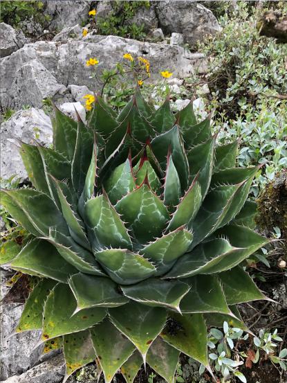 Agave montana