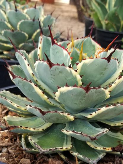 Agave potatorum