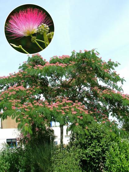 Albizia julibrissin