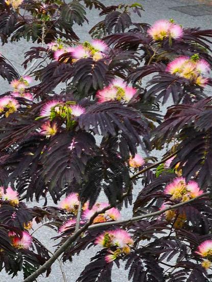 Albizia julibrissin 'Summer Chocolate'