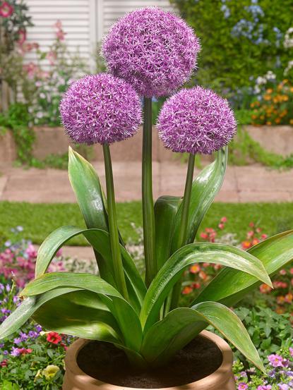 Allium giganteum