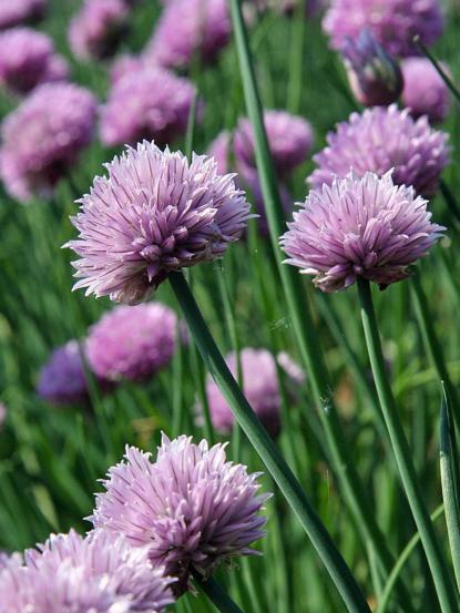 Allium schoenoprasum