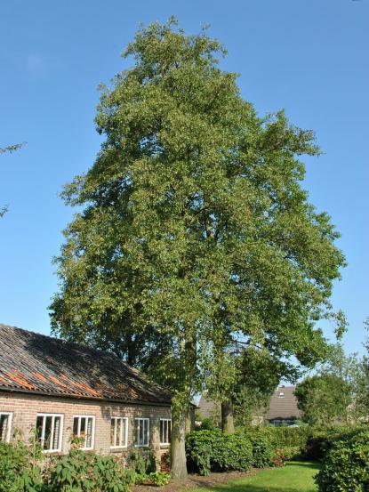 Alnus cordata