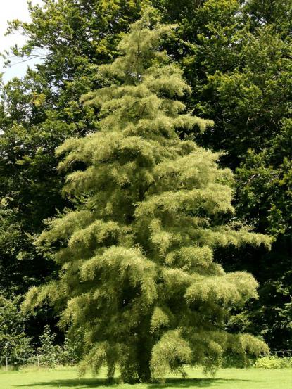 Alnus glutinosa 'Imperialis'