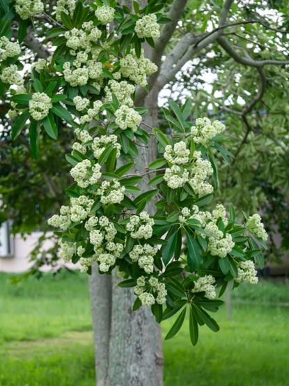 Alstonia scholaris