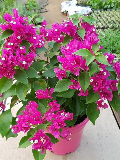 Bougainvillea glabra 'Compacta'