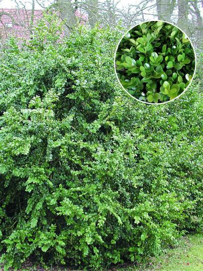 Buxus sempervirens 'Rotundifolia'