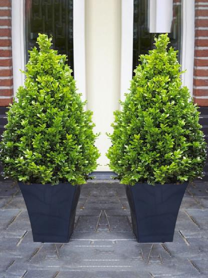 Buxus sempervirens 'Rotundifolia' Pyramid