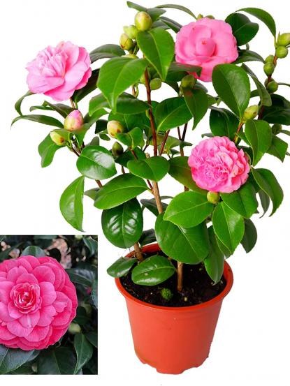 Camellia japonica