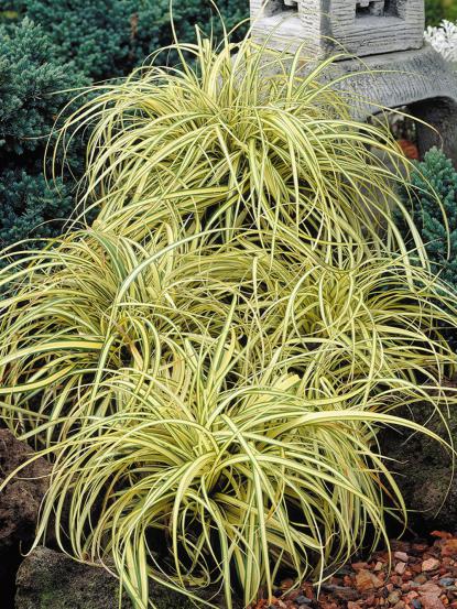 Carex oshimensis evergold