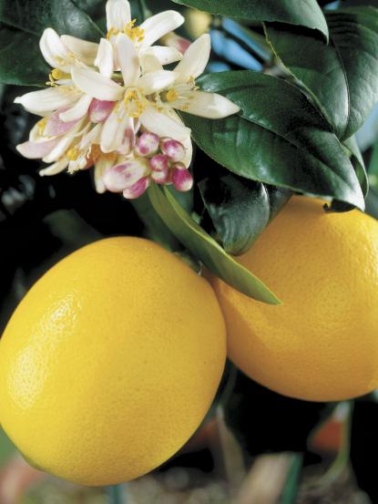 Citrus Lemon