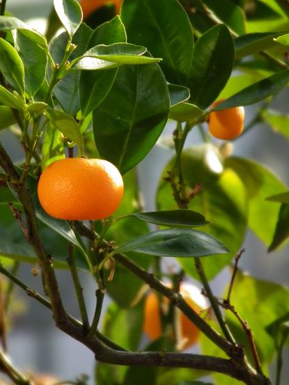 Citrus Reticulata