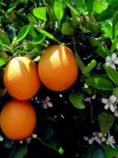 Citrus Sinensis