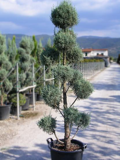 Cupressus arizonica 'Glauca Multi Pom Pom'