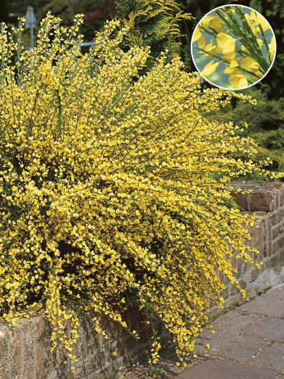 Cytisus praecox