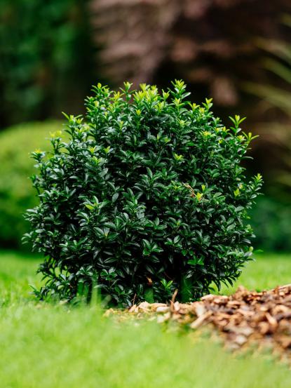 Euonymus japonicus microphyllus