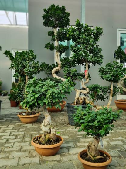 Ficus retusa 'Bonsai'