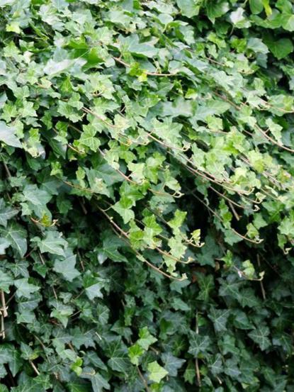 Hedera helix