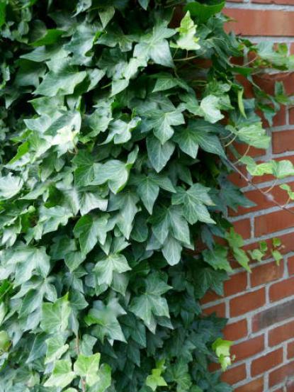 Hedera Helix